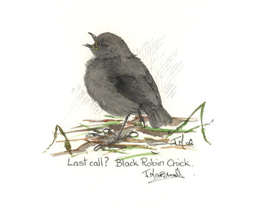 black robin 1.jpg